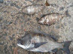 和歌山北港魚つり公園で良型チヌ&アイゴの釣果