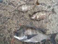 和歌山北港魚つり公園で良型チヌ&ア…