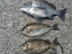 北港釣り公園　今日もチヌ・アイゴの釣果あり