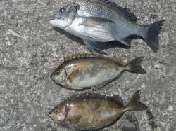 北港釣り公園　今日もチヌ・アイゴの釣果あり…