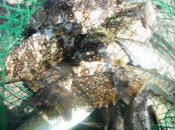 北港釣り公園　アイゴ＆小アジの釣果出てます☆