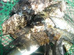 北港釣り公園　アイゴ＆小アジの釣果出てます…