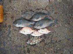 北港魚つり公園　グレ・ウマヅラ・アイゴ・チャリコ