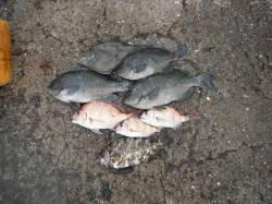 北港魚つり公園　グレ・ウマヅラ・アイゴ・チ…