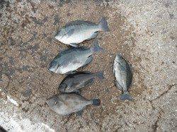 北港魚つり公園　グレ・ウマヅラ・アイゴ・チャリコ