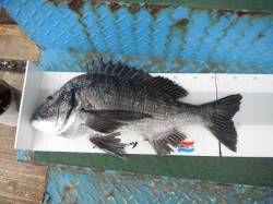 北港魚つり公園にて年なしチヌ！　51.3c…