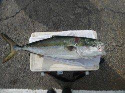 北港魚つり公園 青物釣れてます！メジロ&ハマチの釣果