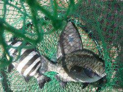 北港魚つり公園 チヌ・グレ・サンバソウ・アイゴ・ウマヅラ♪