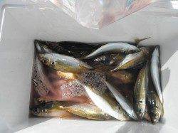 和歌山北港魚つり公園 ファミリーに最適☆サビキでアジ釣れてます