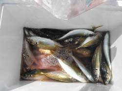 和歌山北港魚つり公園 ファミリーに最適☆サ…