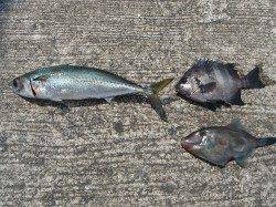 和歌山北港魚つり公園　サバ・ウマヅラ・サンバソウ・ハマチ