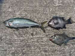 和歌山北港魚つり公園　サバ・ウマヅラ・サン…