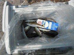 和歌山北港魚つり公園でハマチ58cm、ほか小アジの釣果も