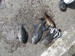 【30日】和歌山北港魚つり公園のカゴ釣り釣果