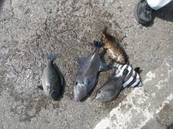 【30日】和歌山北港魚つり公園のカゴ釣り釣…