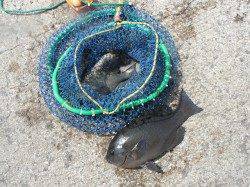 【30日】和歌山北港魚つり公園のカゴ釣り釣果