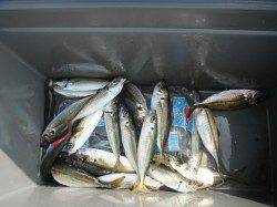 【31日】和歌山北港魚つり公園の釣果