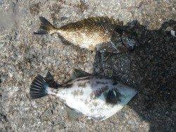 【31日】和歌山北港魚つり公園の釣果