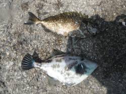 【31日】和歌山北港魚つり公園の釣果