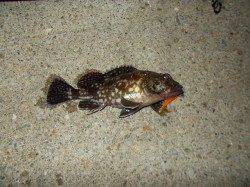 須磨でのロックフィッシュゲーム〜ガシラ・ソイ・メバル