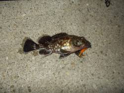 須磨でのロックフィッシュゲーム〜ガシラ・ソ…