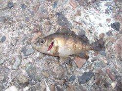 須磨でのロックフィッシュゲーム〜ガシラ・ソイ・メバル