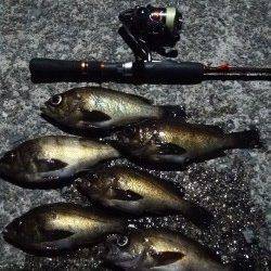 りんくうでのメバリング、大潮の満潮後に釣行