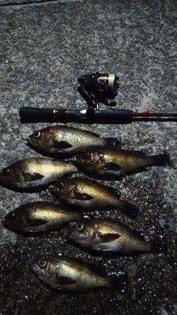 りんくうでのメバリング、大潮の満潮後に釣行