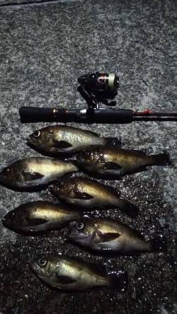 りんくうでのメバリング、大潮の満潮後に釣行…