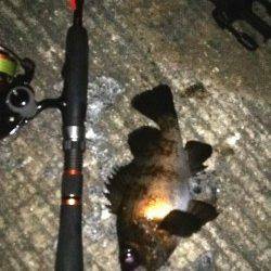 りんくう周辺でのメバリング、良型求めランガン