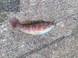 初の和歌山春烏賊釣行〜強風で厳しい状況で帰り際の1パイ