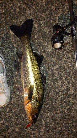 汐見埠頭　GWのハイプレッシャーのなかでのシーバスゲーム