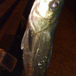 汐見埠頭　GWのハイプレッシャーのなかでのシーバスゲーム