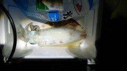 白浜周辺でアオリイカ〜エギングとウキ釣りで立て続けにきました