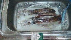 白浜周辺でアオリイカ〜エギングとウキ釣りで立て続けにきました