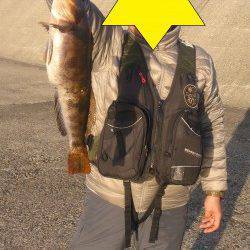 柴山港にて釣れたアジを使ってノマセ〜45㎝の巨大アイナメ！！