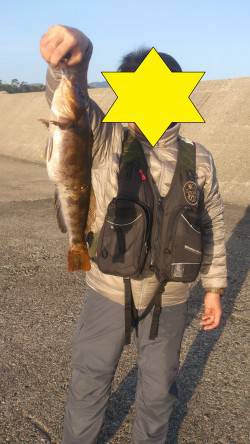 柴山港にて釣れたアジを使ってノマセ〜45㎝…