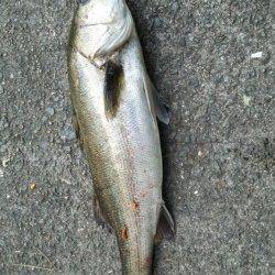 舞洲　午前5時の納竿間際にスズキのアタリ☆