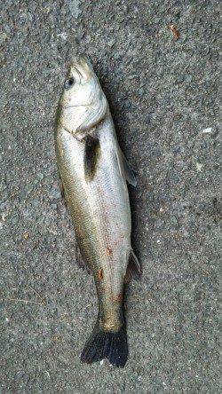 舞洲　午前5時の納竿間際にスズキのアタリ☆