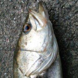 舞洲　午前5時の納竿間際にスズキのアタリ☆