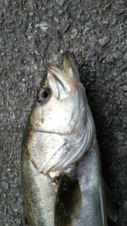 舞洲　午前5時の納竿間際にスズキのアタリ☆…