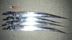 淡路島の春タチ♪ 生穂にてワインド、表層狙…