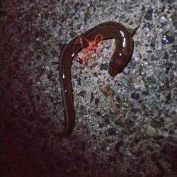 戸津井・小引漁港　サビキの小サバをエサにアオリイカ狙いも‥