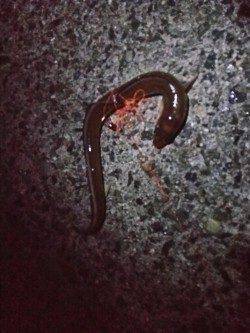 戸津井・小引漁港　サビキの小サバをエサにアオリイカ狙いも‥