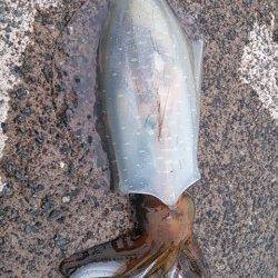 小橋でエギング、潮止まり直後にコウイカ♪ 湾内で今年初アオリイカ！