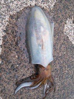 小橋でエギング、潮止まり直後にコウイカ♪ 湾内で今年初アオリイカ！