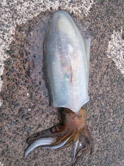 小橋でエギング、潮止まり直後にコウイカ♪ …