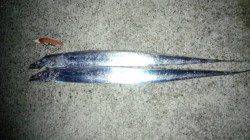 生穂にて春タチ狙い〜ボトムからのシャクリ上げであたりが集中