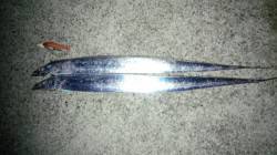 生穂にて春タチ狙い〜ボトムからのシャクリ上…