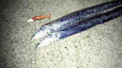 生穂にて春タチ狙い〜ボトムからのシャクリ上げであたりが集中